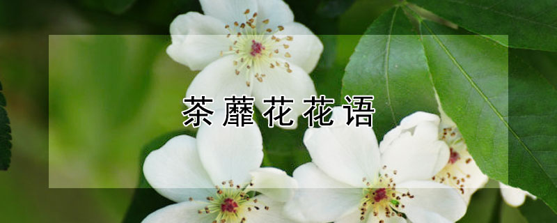 茶蘼花花语 荼蘼花花语