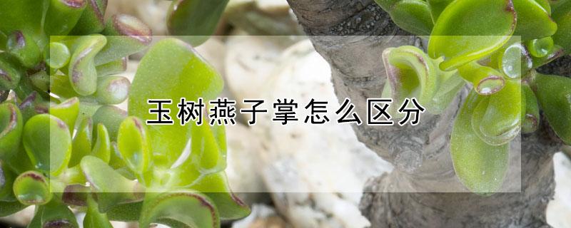 玉树燕子掌怎么区分