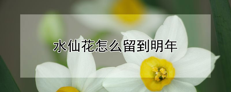 水仙花怎么留到明年 水仙花开完了怎么保留