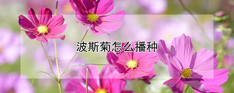 波斯菊怎么播种