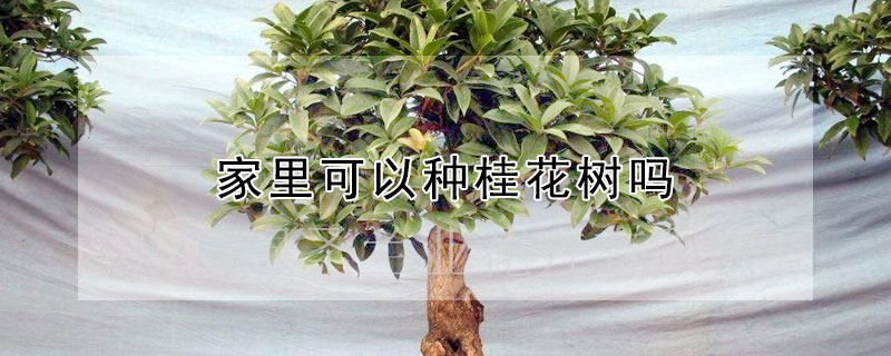 家里可以种桂花树吗