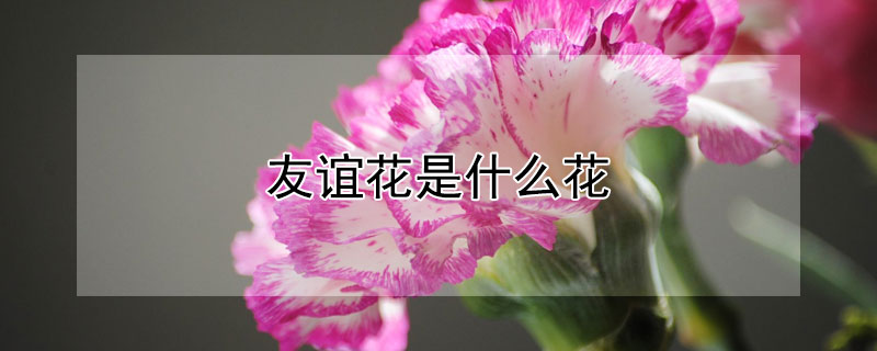 友谊花是什么花