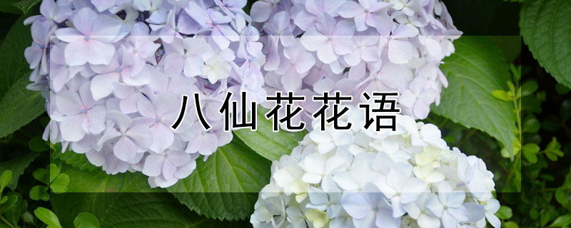 八仙花花语 白色八仙花花语