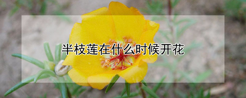 半枝莲在什么时候开花