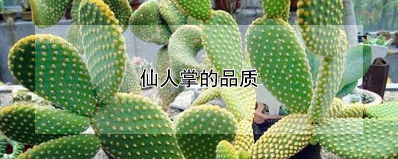 仙人掌的品质