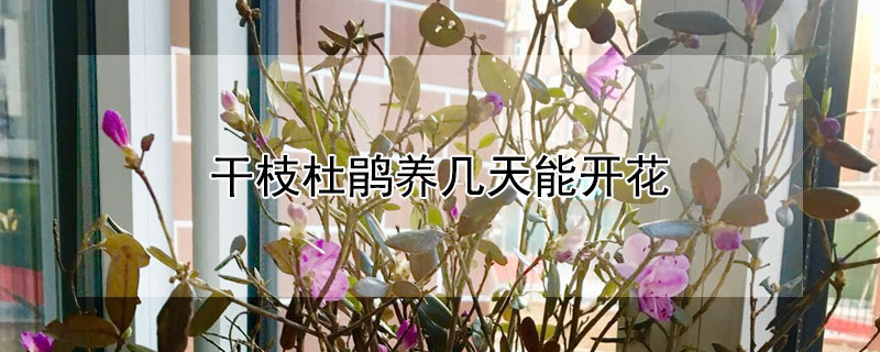 干枝杜鹃养几天能开花