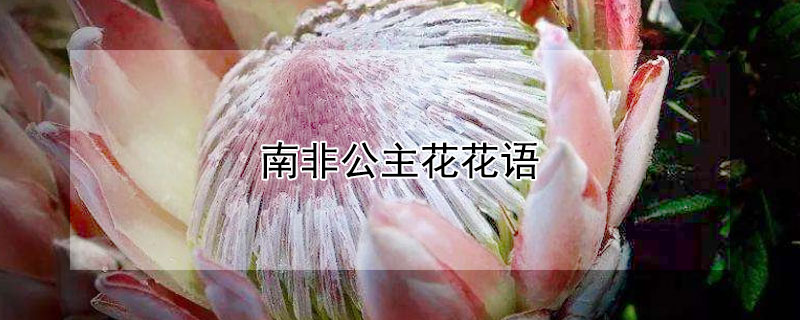 南非公主花花语（非洲公主花语）