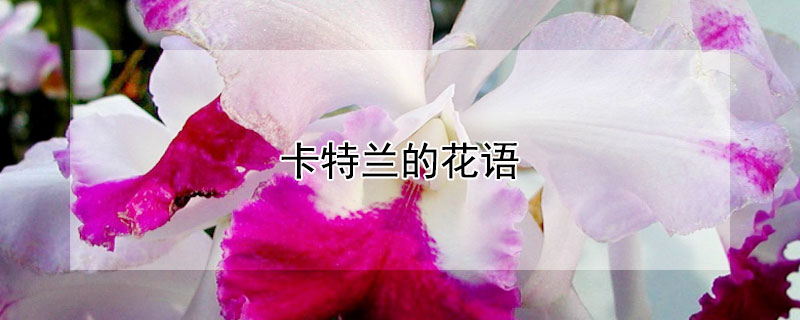 卡特兰的花语