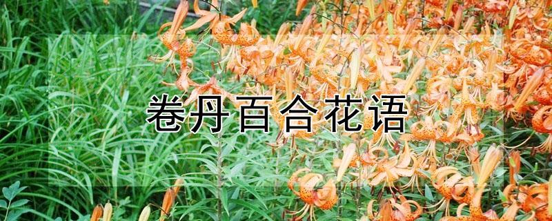 卷丹百合花语