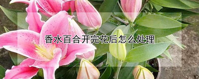 香水百合开完花后怎么处理