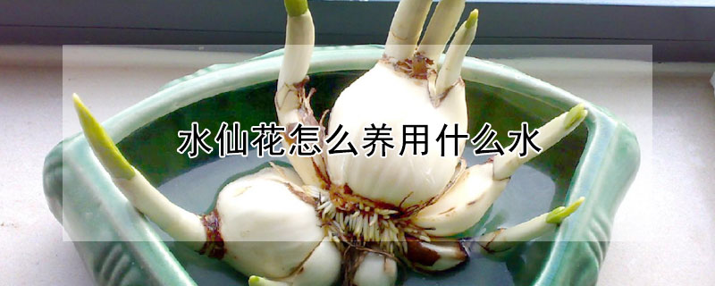 水仙花怎么养用什么水