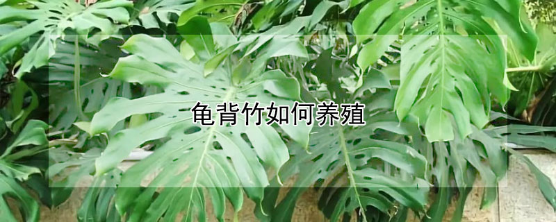 龟背竹如何养殖（如何养植龟背竹）