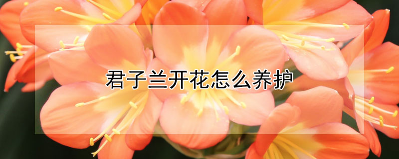 君子兰开花怎么养护