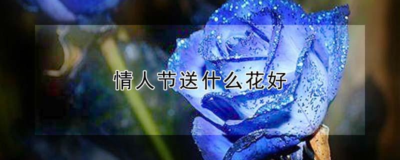 情人节送什么花好