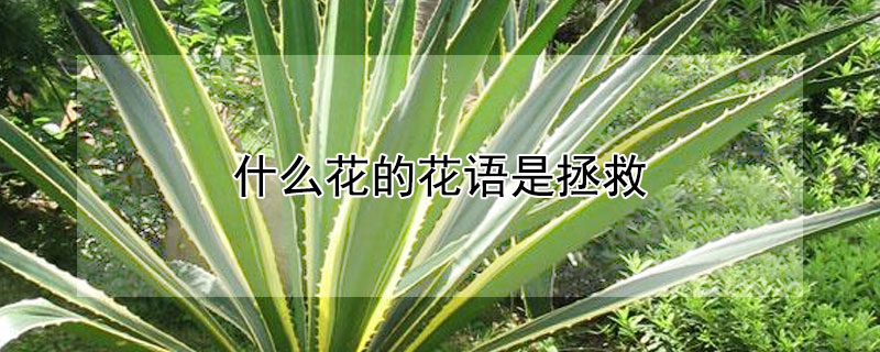 什么花的花语是拯救