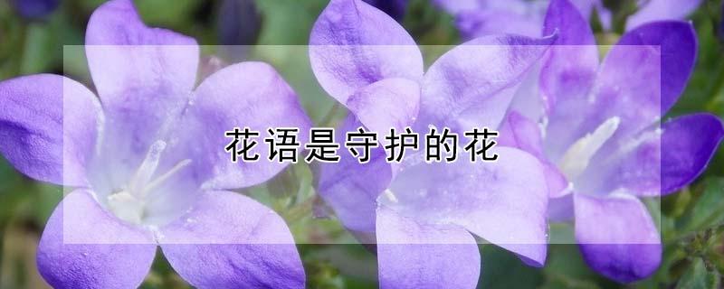 花语是守护的花