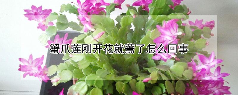 蟹爪莲刚开花就蔫了怎么回事