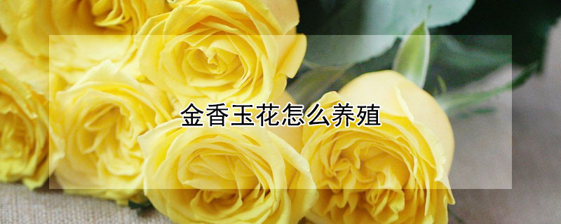 金香玉花怎么养殖（玉金香花怎么养殖方法）