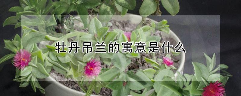 牡丹吊兰的寓意是什么