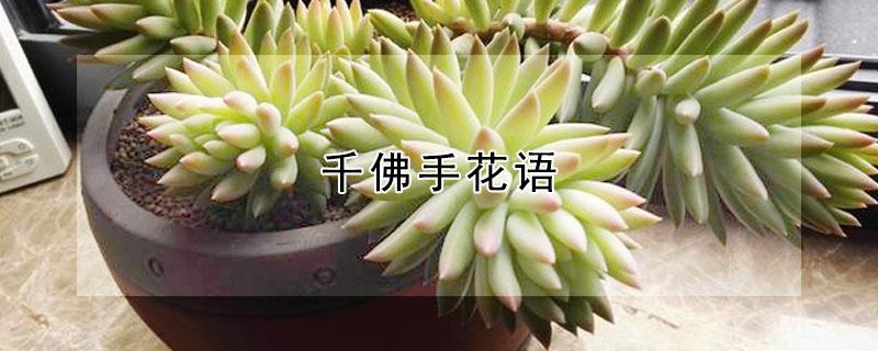 千佛手花语