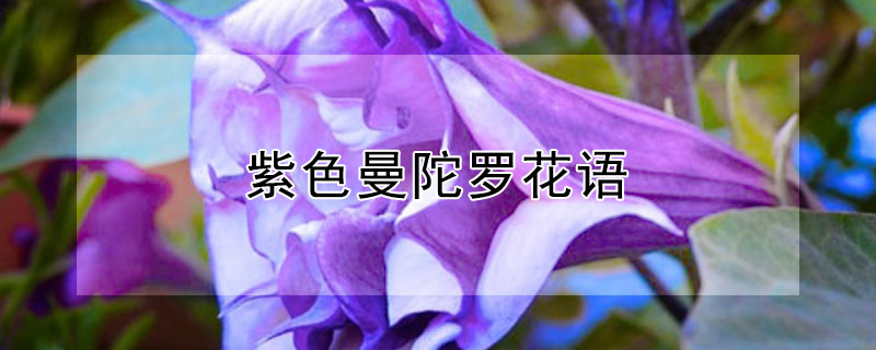 紫色曼陀罗花语 紫色曼陀罗花语是什么意思