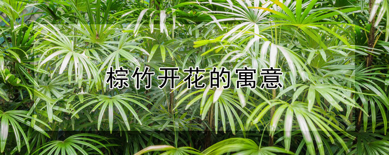 棕竹开花的寓意 棕竹的含义