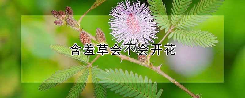 含羞草会不会开花