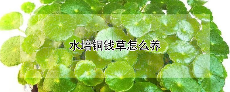 水培铜钱草怎么养（水培铜钱草怎么养才能叶大爆盆）