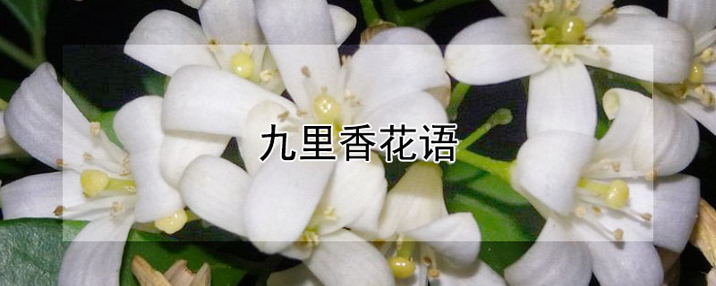 九里香花语