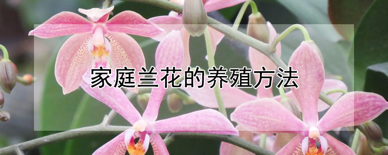 家庭兰花的养殖方法