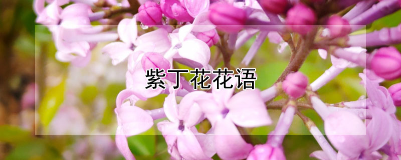 紫丁花花语（紫丁香花花语）