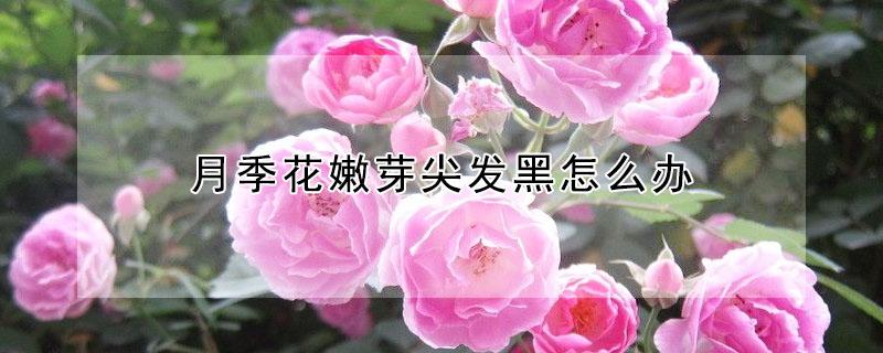 月季花嫩芽尖发黑怎么办