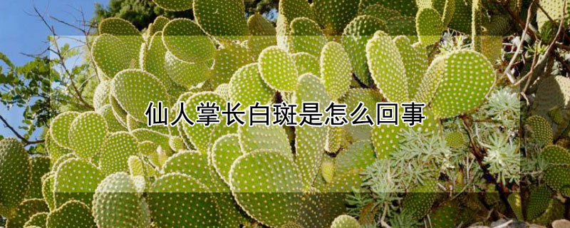 仙人掌长白斑是怎么回事 仙人掌有白斑怎么回事