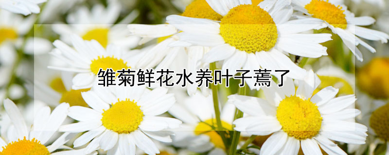 雏菊鲜花水养叶子蔫了