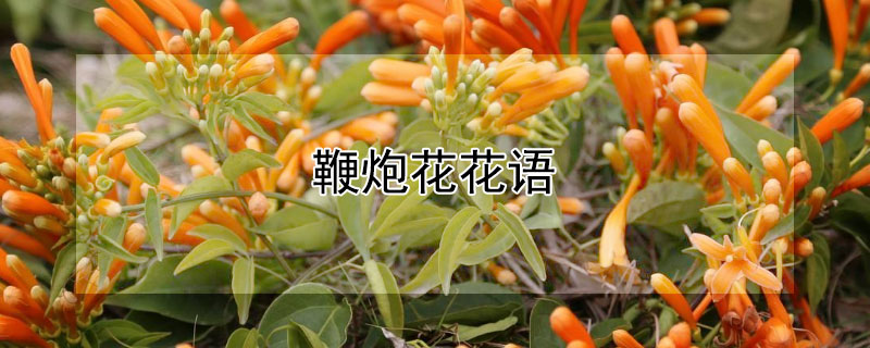 鞭炮花花语 炮竹红花语