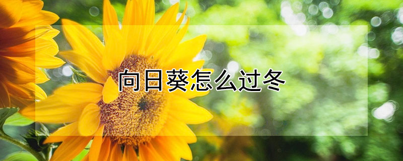 向日葵怎么过冬