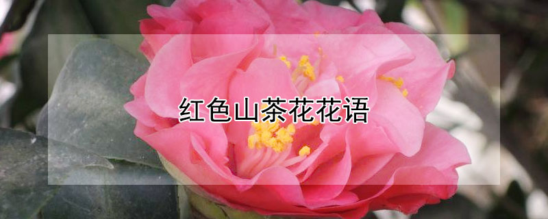 红色山茶花花语