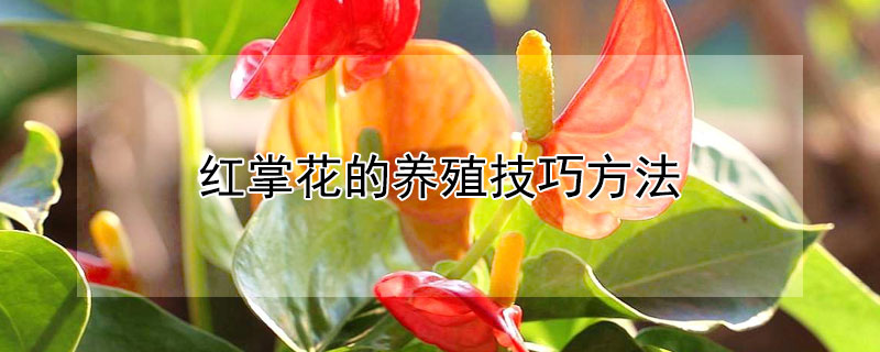 红掌花的养殖技巧方法