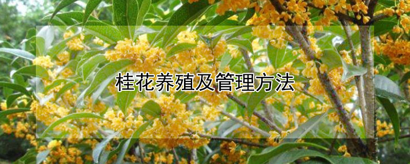 桂花养殖及管理方法