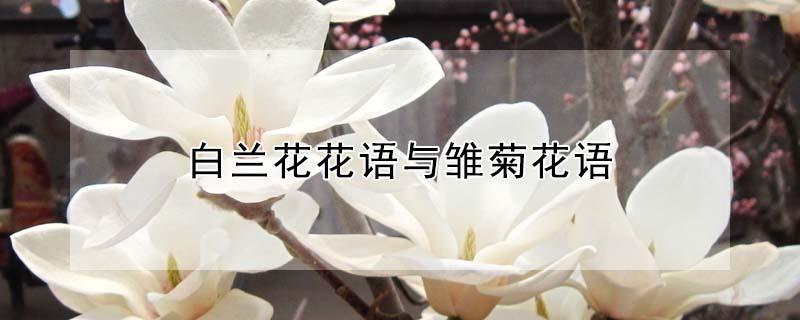 白兰花花语与雏菊花语