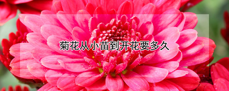 菊花从小苗到开花要多久