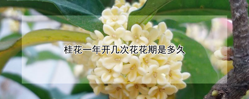 桂花一年开几次花花期是多久（桂花啥时开花,一年开几次呀!）