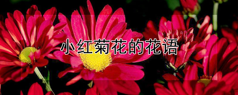 小红菊花的花语（紫红色菊花的花语是什么）