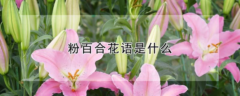 粉百合花语是什么