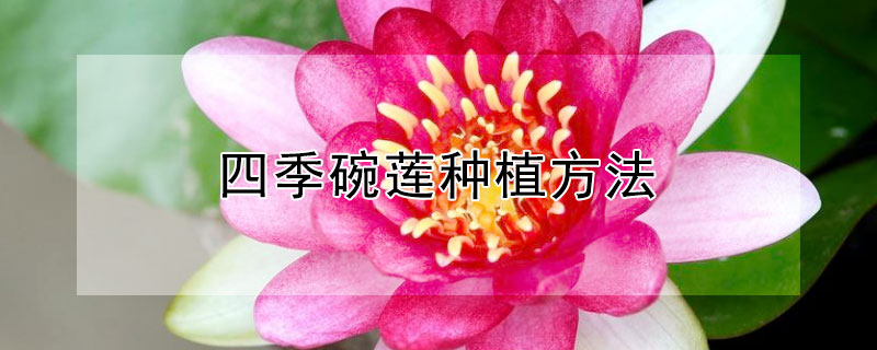 四季碗莲种植方法