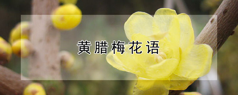 黄腊梅花语（黄花腊梅有什么寓意）