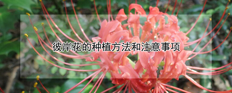 彼岸花的种植方法和注意事项 彼岸花种植方法及条件