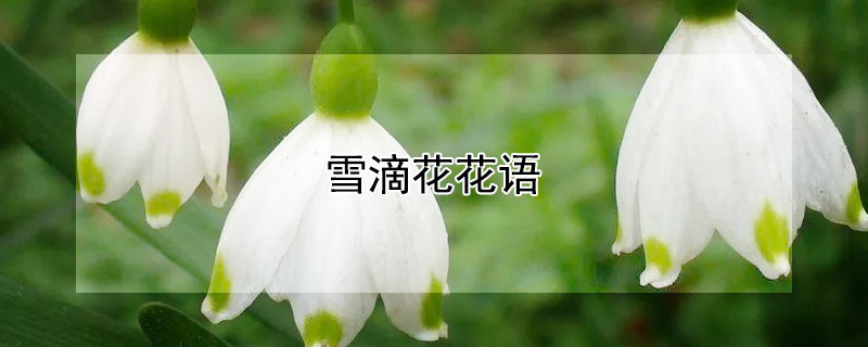 雪滴花花语 雪滴花花语句子