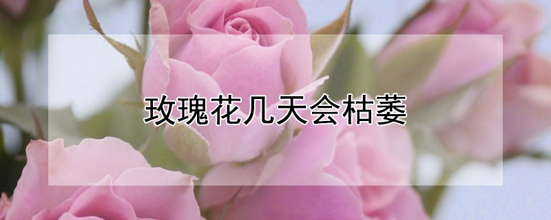 玫瑰花几天会枯萎