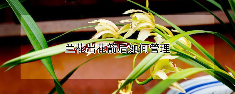 兰花出花箭后如何管理